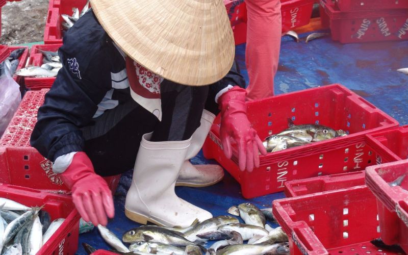 Du Lịch Biển Cửa Hội: Khám Phá Vẻ Đẹp Bình Yên Và Hấp Dẫn Xứ Nghệ 6 Phiên chợ Cá sáng sớm đầy sôi động tại biển Cửa Hội