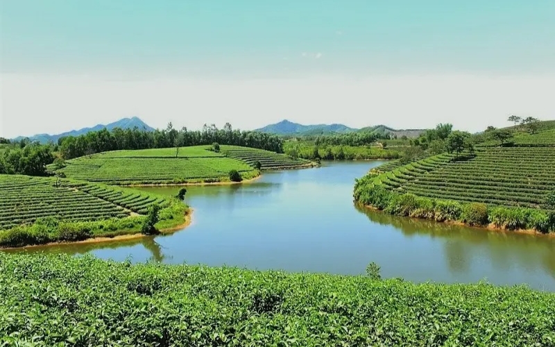 Hướng dẫn di chuyển đến Đảo Chè Thanh Chương chi tiết