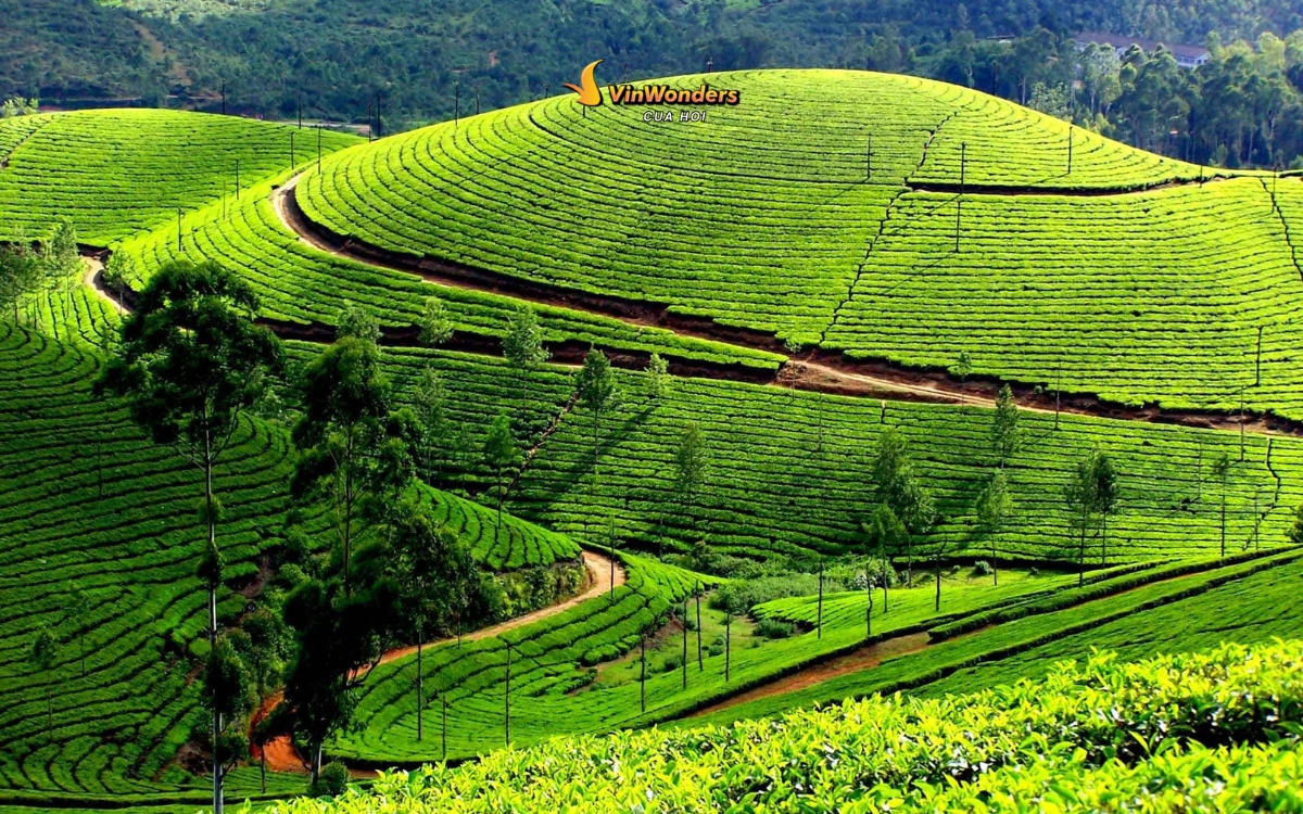 Đồi chè Thanh Chương xanh ngát 