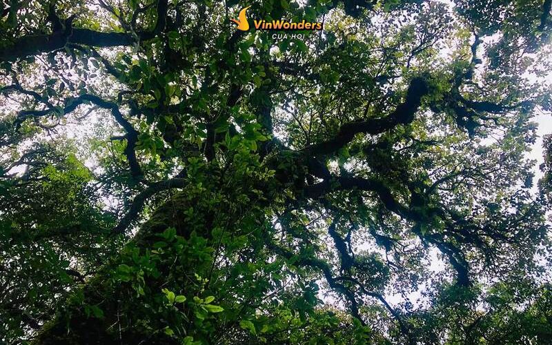 Khám phá hệ sinh thái đa dạng ở đỉnh Phu Xai Lai Leng  