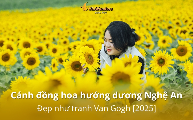 Cánh đồng hoa hướng dương Nghệ An: Khung cảnh đẹp như tranh Van Gogh 1 Cánh đồng hoa hướng dương Nghệ An đẹp như tranh Van Gogh