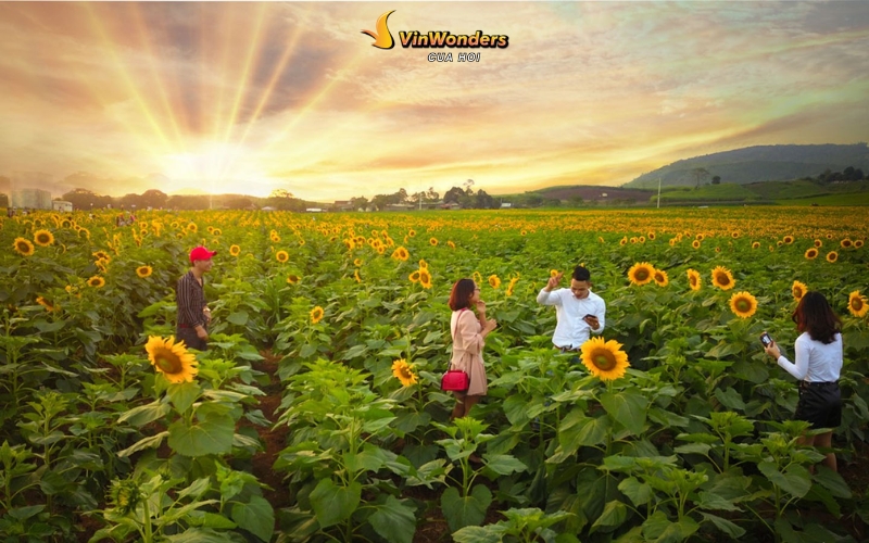 Cánh đồng hoa hướng dương Nghệ An: Khung cảnh đẹp như tranh Van Gogh 2 Cánh đồng hoa hướng dương Nghệ An đẹp nhất cuối tháng 3 - đầu tháng 4