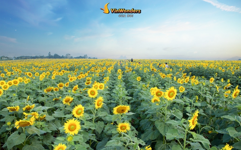 Cánh đồng hoa hướng dương Nghệ An: Khung cảnh đẹp như tranh Van Gogh 4 Checkin ở cánh đồng hoa hướng dương Nghệ An