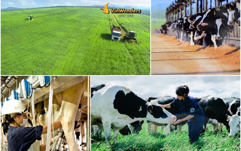 Cánh đồng hoa hướng dương Nghệ An: Khung cảnh đẹp như tranh Van Gogh 5 Cánh đồng hoa hướng dương Nghệ An: Tham quan trang trại bò sữa TH True Milk