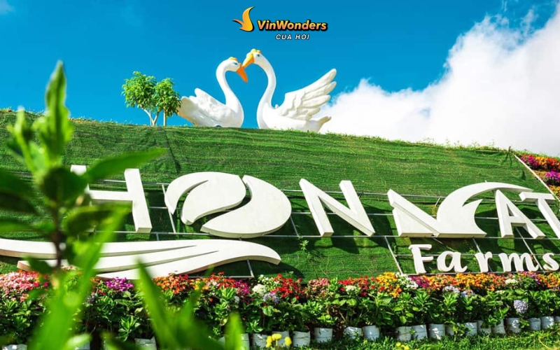 Cánh đồng hoa hướng dương Nghệ An: Khung cảnh đẹp như tranh Van Gogh 6 Cánh đồng hoa hướng dương Nghệ An: Khám phá Khu du lịch Hòn Mát