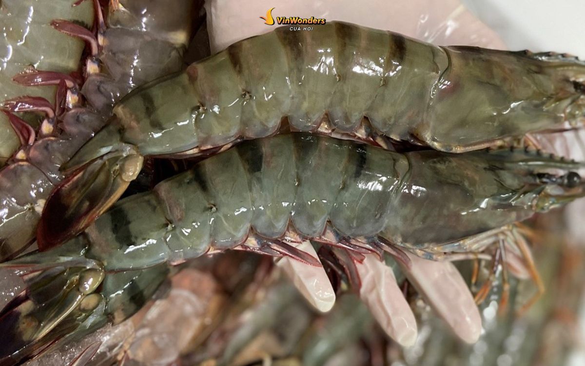 Đặc sản Cửa Lò: Top món ngon & quà biếu không thể bỏ lỡ ở xứ Nghệ 2 đặc sản cửa lò