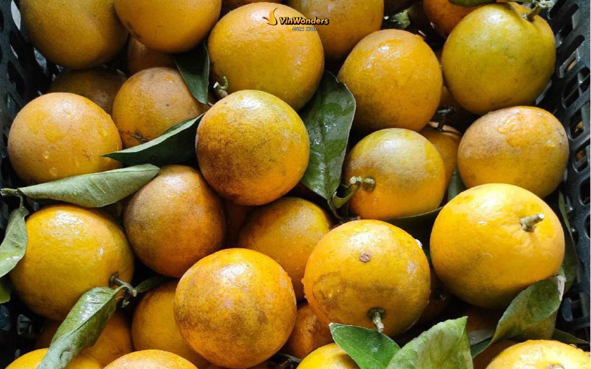 Đặc sản Cửa Lò: Top món ngon & quà biếu không thể bỏ lỡ ở xứ Nghệ 14 Đặc sản Nghệ An Cửa Lò